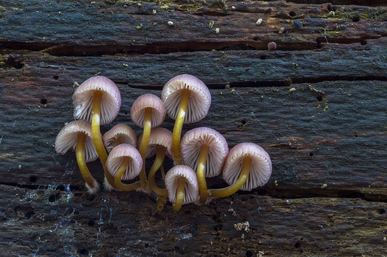 mushroom, small mushroom, sponge